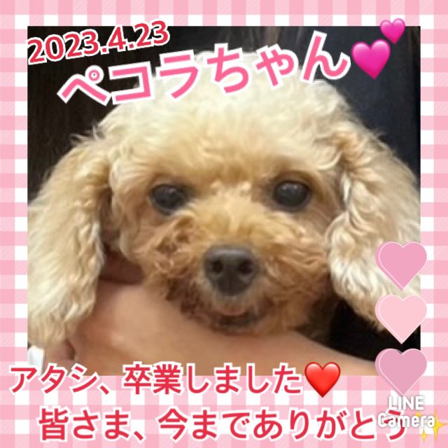 ★ペコラ★2023,3,3ー2023,4,23【保護犬カフェ天神橋店】